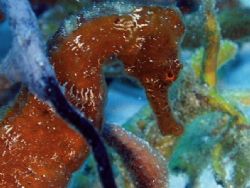 Sea Horse, Paradise Reef cozumel Mexico, Cannon s-50 by Steven Whitehead 
